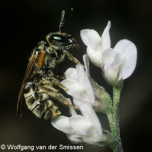 Furchenbiene Halictus confusus Weibchen