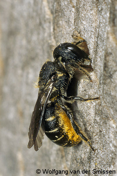 Löcherbiene Heriades truncorum Weibchen