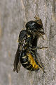 Löcherbiene Heriades truncorum Weibchen