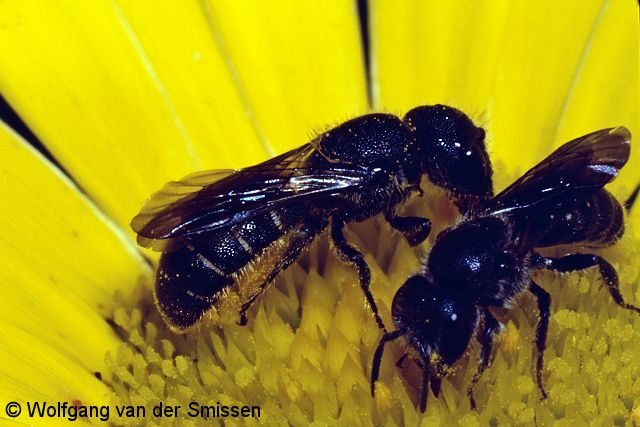 Düsterbiene Stelis minuta und Löcherbiene Heriades truncorum