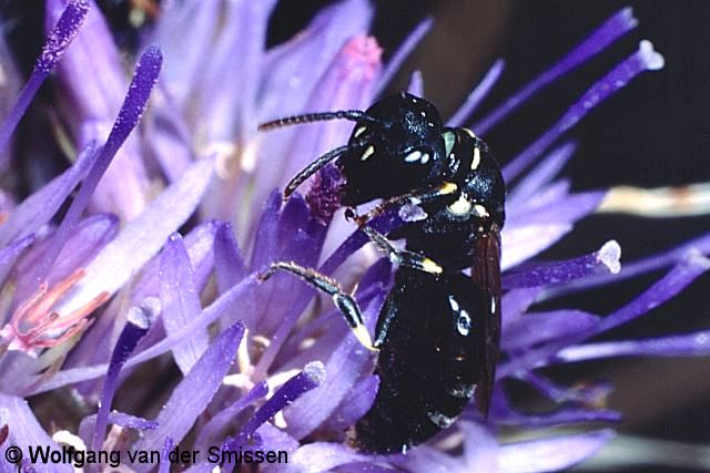 Maskenbiene Hylaeus annularis Weibchen