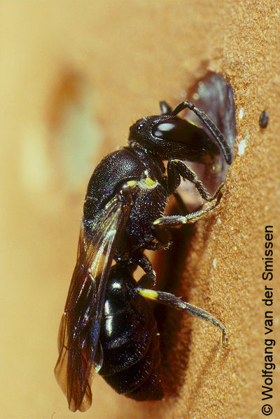 Maskenbiene Hylaeus communis Weibchen