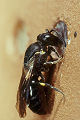 Maskenbiene Hylaeus communis Weibchen