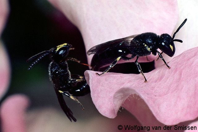 Maskenbiene Hylaeus communis Paerchen