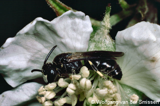 Maskenbiene Hylaeus confusus Männchen