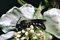 Maskenbiene Hylaeus confusus Männchen