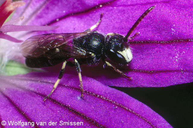 Maskenbiene Hylaeus hyalinatus Männchen