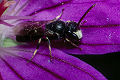 Maskenbiene Hylaeus hyalinatus Männchen