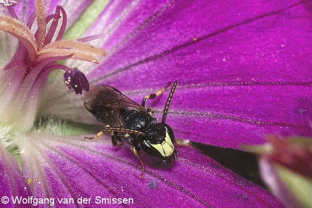 Maskenbiene Hylaeus hyalinatus Männchen