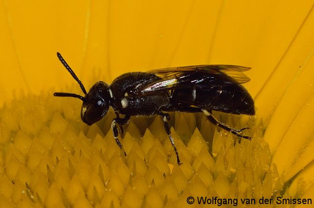 Maskenbiene Hylaeus hyalinatus Weibchen