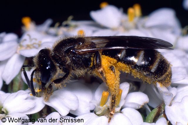 Furchenbiene Lasioglossum calceatum Weibchen