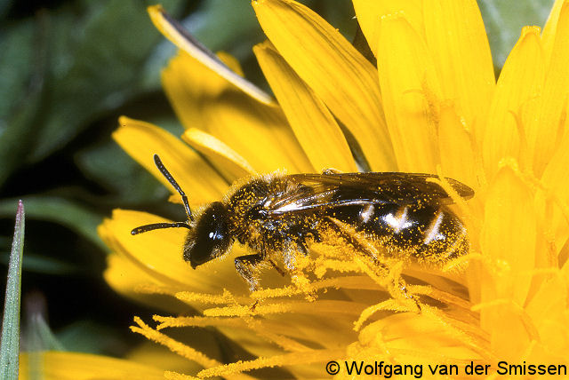 Furchenbiene Lasioglossum calceatum W