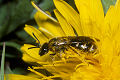 Furchenbiene Lasioglossum calceatum Weibchen