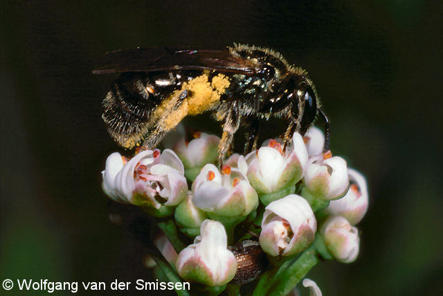 Furchenbiene Lasioglossum leucopus Weibchen