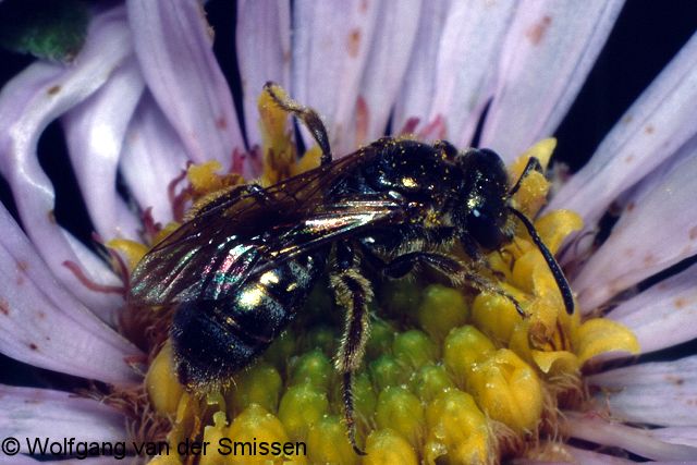 Furchenbiene Lasioglossum nitidulum Weibchen