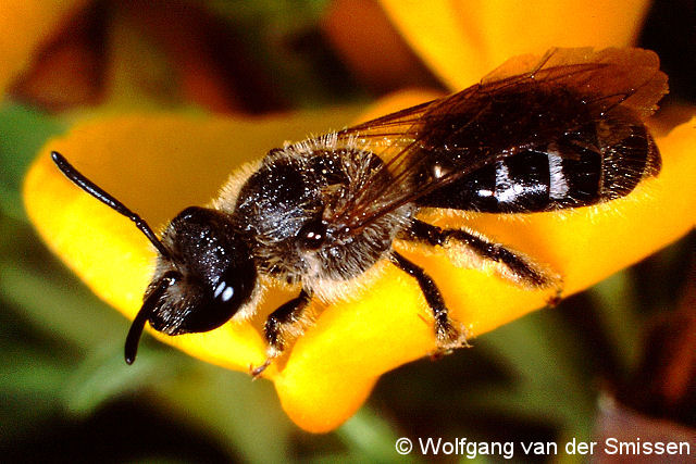 Furchenbiene Lasioglossum sexmaculatum Weibchen