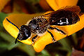 Furchenbiene Lasioglossum sexmaculatum Weibchen