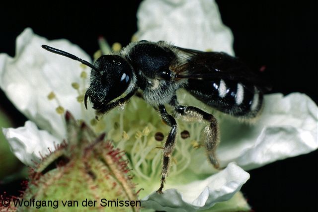 Furchenbiene Lasioglossum sexnotatum Weibchen