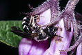 Furchenbiene Lasioglossum sexnotatum Weibchen