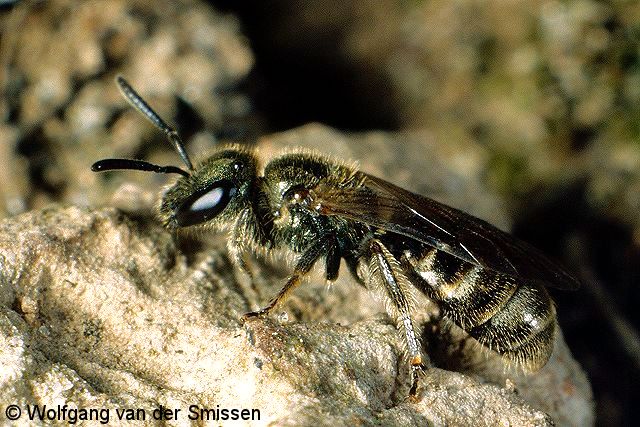 Furchenbiene Lasioglossum morio Weibchen