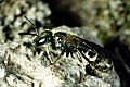 Furchenbiene Lasioglossum morio Weibchen