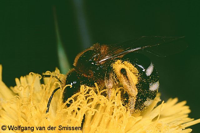 Furchenbiene Lasioglossum xanthopus Weibchen