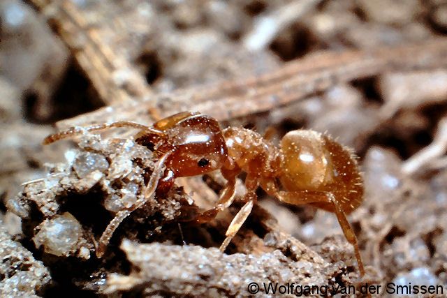 Schuppenameise Lasius flavus Arbeiterin mit Nestmaterial