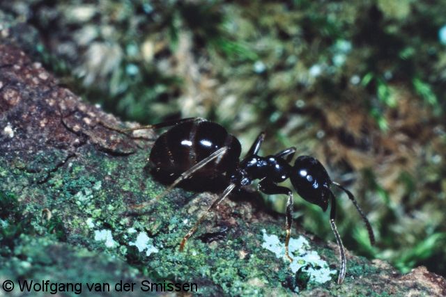 Schuppenameise Lasius fuliginosus