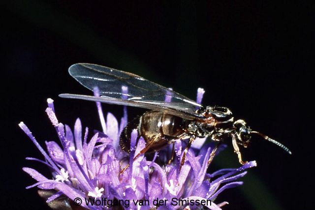 Schuppenameise Lasius niger Königin vor Abflug