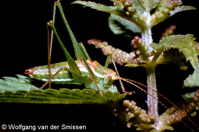 Laubheuschrecke Leptophyes albovittata (Gestreifte Zartschrecke) Männchen