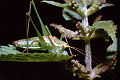 Laubheuschrecke Leptophyes albovittata (Gestreifte Zartschrecke) Männchen