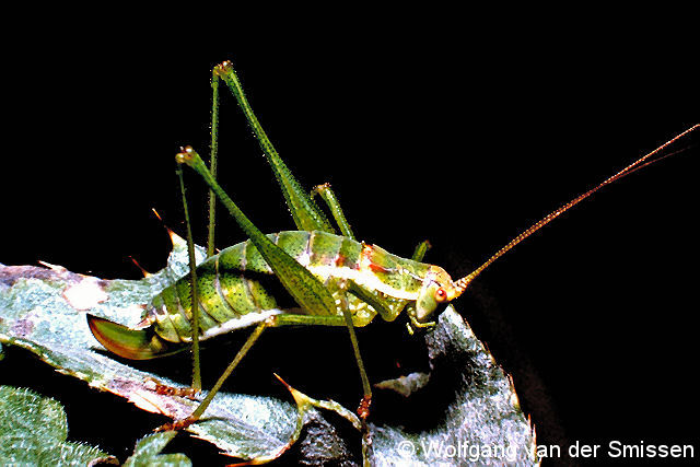 Laubheuschrecke Leptophyes albovittata (Gestreifte Zartschrecke) Weibchen