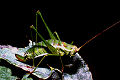 Laubheuschrecke Leptophyes albovittata (Gestreifte Zartschrecke) Weibchen