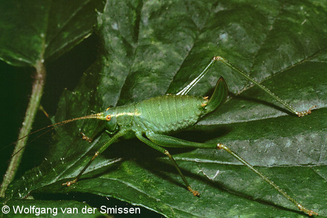 Laubheuschrecke Leptophyes punctatissima (Punktierte Zartschrecke) Weibchen