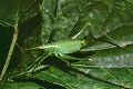 Laubheuschrecke Leptophyes punctatissima (Punktierte Zartschrecke) Weibchen und Larve