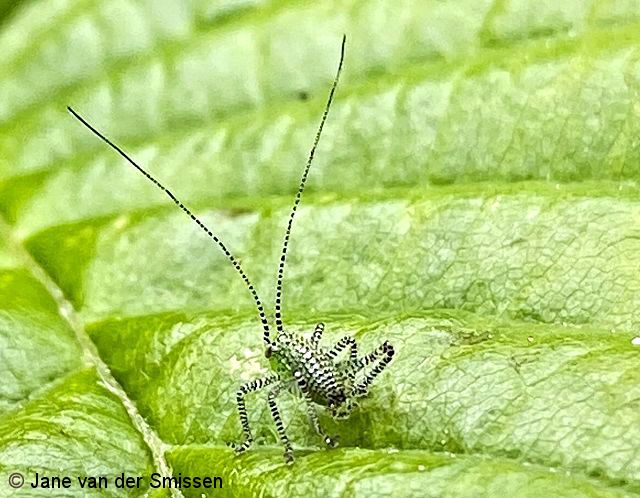 Laubheuschrecke Leptophyes punctatissima (Punktierte Zartschrecke) Larve