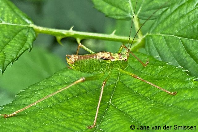 Laubheuschrecke Leptophyes punctatissima (Punktierte Zartschrecke) Männchen