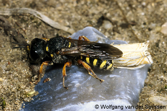 Grabwespe Lestica subterranea Weibchen