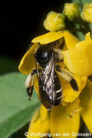 Schenkelbiene Macropis europaea Weibchen