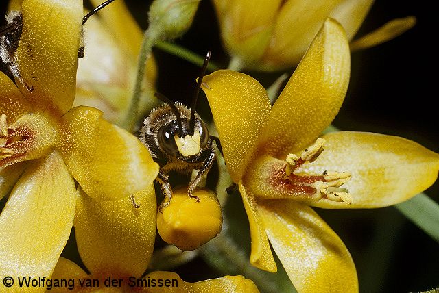 Schenkelbiene Macropis europaea Männchen