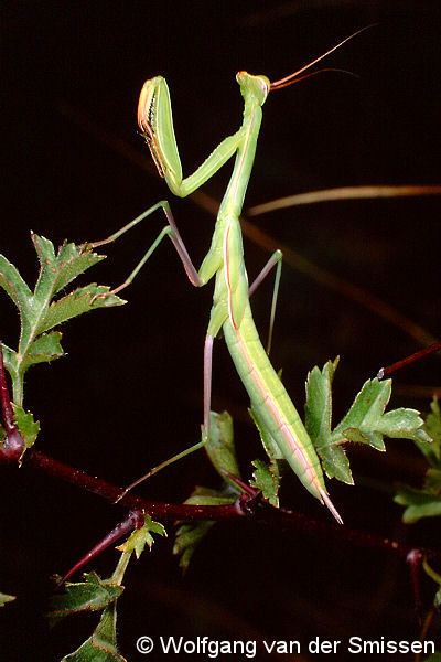 Fangschrecke Mantis religiosa (Gottesanbeterin)