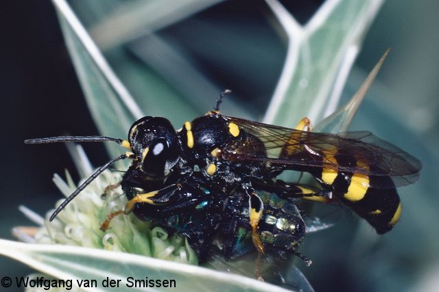 Grabwespe Mellinus arvensis Weibchen mit Beute