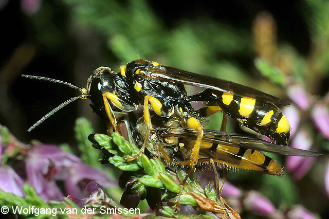 Grabwespe Mellinus arvensis Weibchen mit Beute