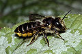 Blattschneiderbiene Megachile centuncularis Weibchen