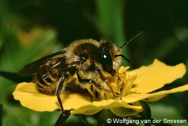 Blattschneiderbiene Megachile centuncularis Männchen