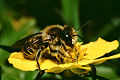 Blattschneiderbiene Megachile centuncularis Männchen