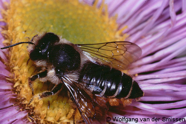 Blattschneiderbiene Megachile centuncularis Weibchen