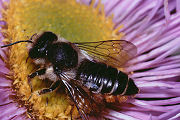 Blattschneiderbiene Megachile centuncularis Weibchen