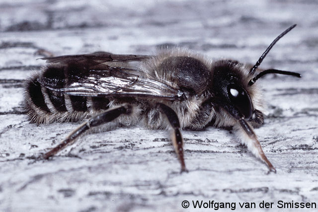 Blattschneiderbiene Megachile ericetorum Männchen