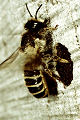 Blattschneiderbiene Megachile ericetorum Weibchen